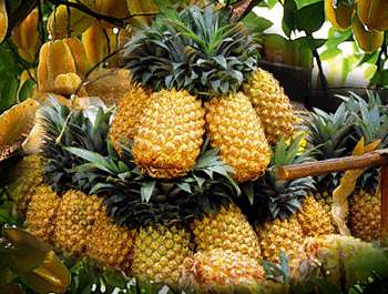 phytoth�rapie