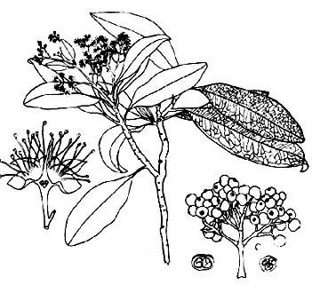 phytoth�rapie