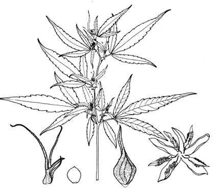 phytoth�rapie