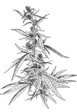 phytoth�rapie