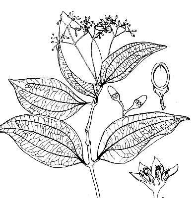 phytoth�rapie