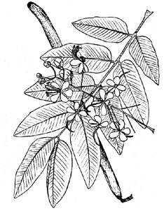 phytoth�rapie