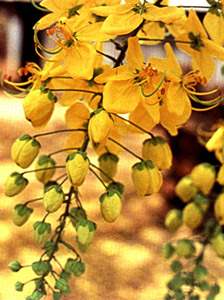 phytoth�rapie