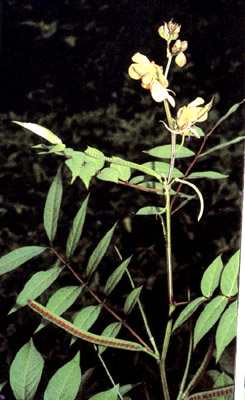 phytoth�rapie
