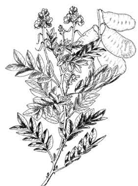 phytoth�rapie