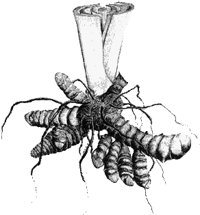 phytoth�rapie