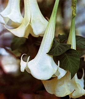 phytoth�rapie