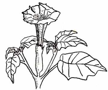 phytoth�rapie