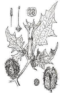 phytoth�rapie