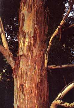 phytoth�rapie