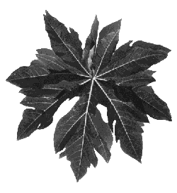 phytoth�rapie