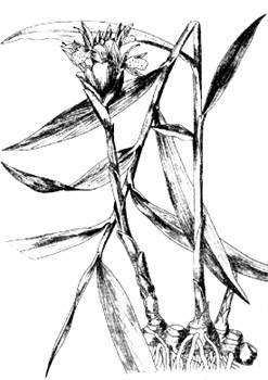 phytoth�rapie