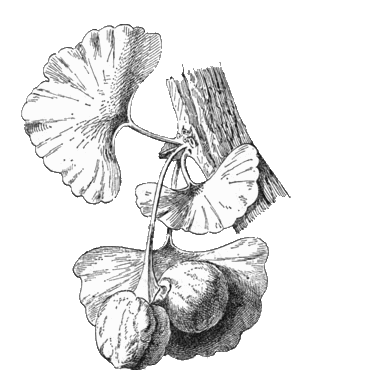 phytoth�rapie
