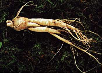 phytoth�rapie