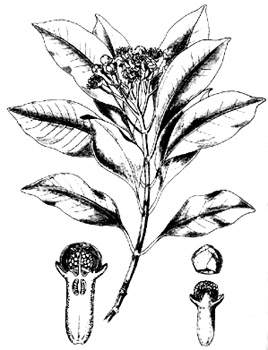 phytoth�rapie