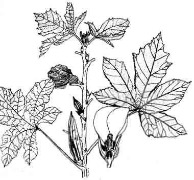 phytoth�rapie