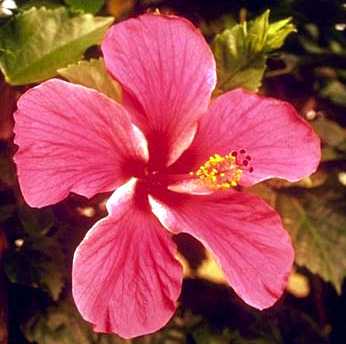phytoth�rapie