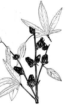 phytoth�rapie
