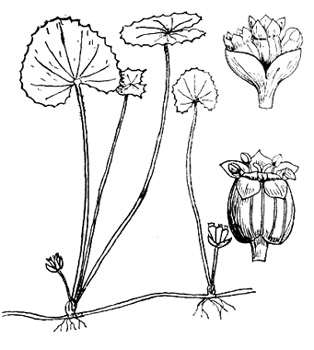 phytoth�rapie