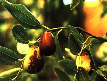 phytoth�rapie