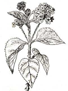 phytoth�rapie