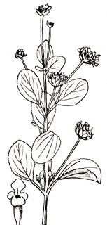 phytoth�rapie
