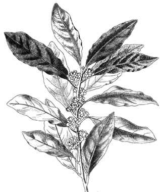 phytoth�rapie