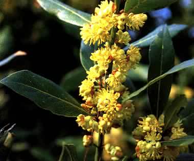 phytoth�rapie