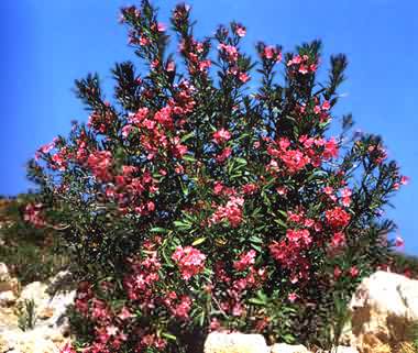 phytoth�rapie