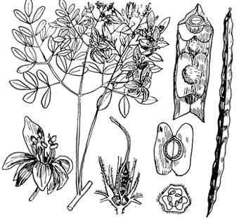 phytoth�rapie