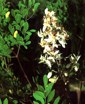phytoth�rapie