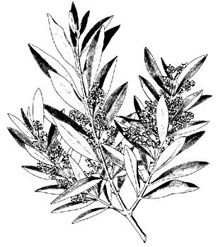 phytoth�rapie