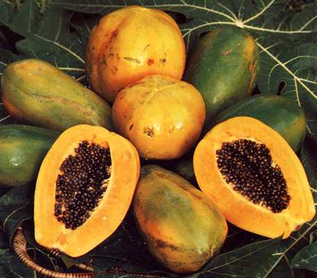 phytoth�rapie
