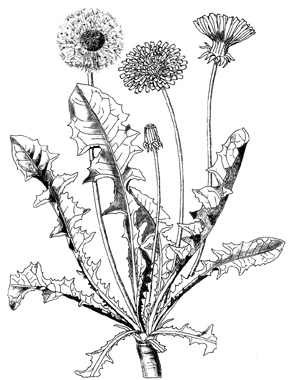 phytoth�rapie