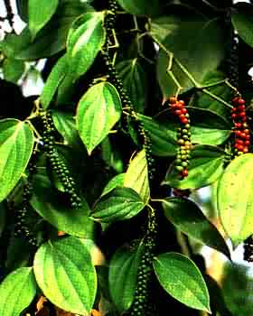 phytoth�rapie