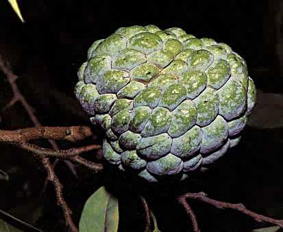 phytoth�rapie