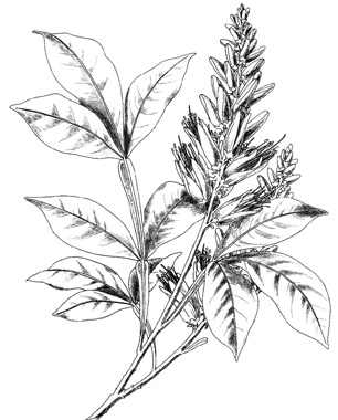 phytoth�rapie