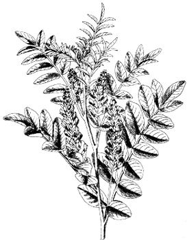 phytoth�rapie