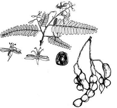 phytoth�rapie
