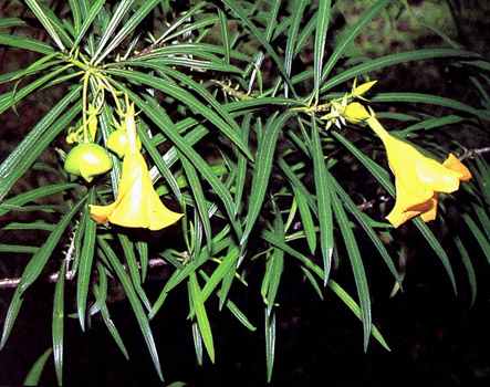 phytoth�rapie