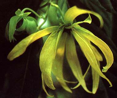 phytoth�rapie